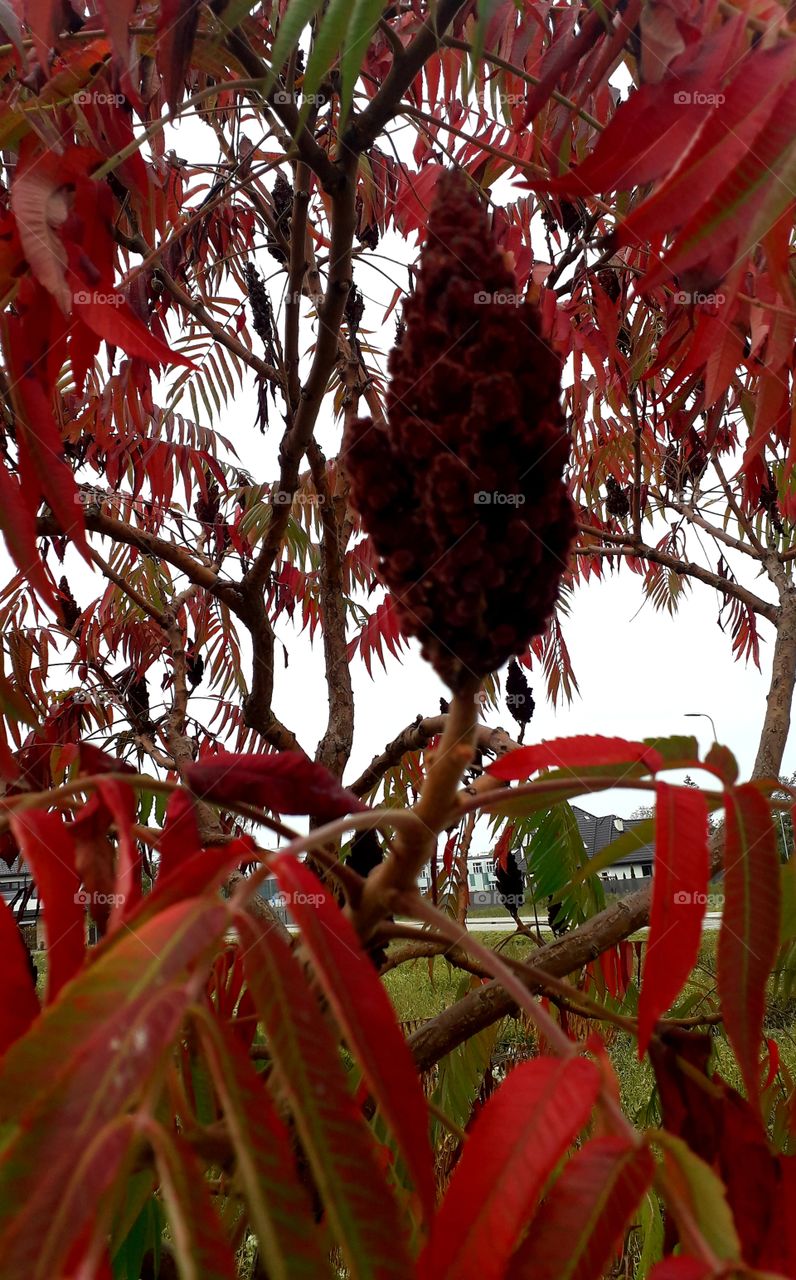 autumn time - sumac tree in fruit and red leaves