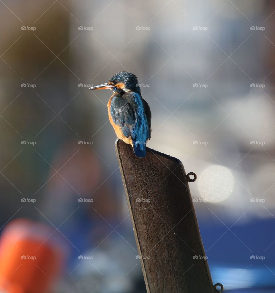 Side view of kingfisher perched on wooden post