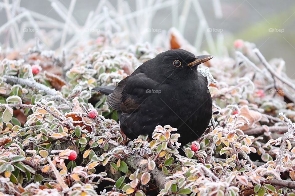 black sparrow in cold weather