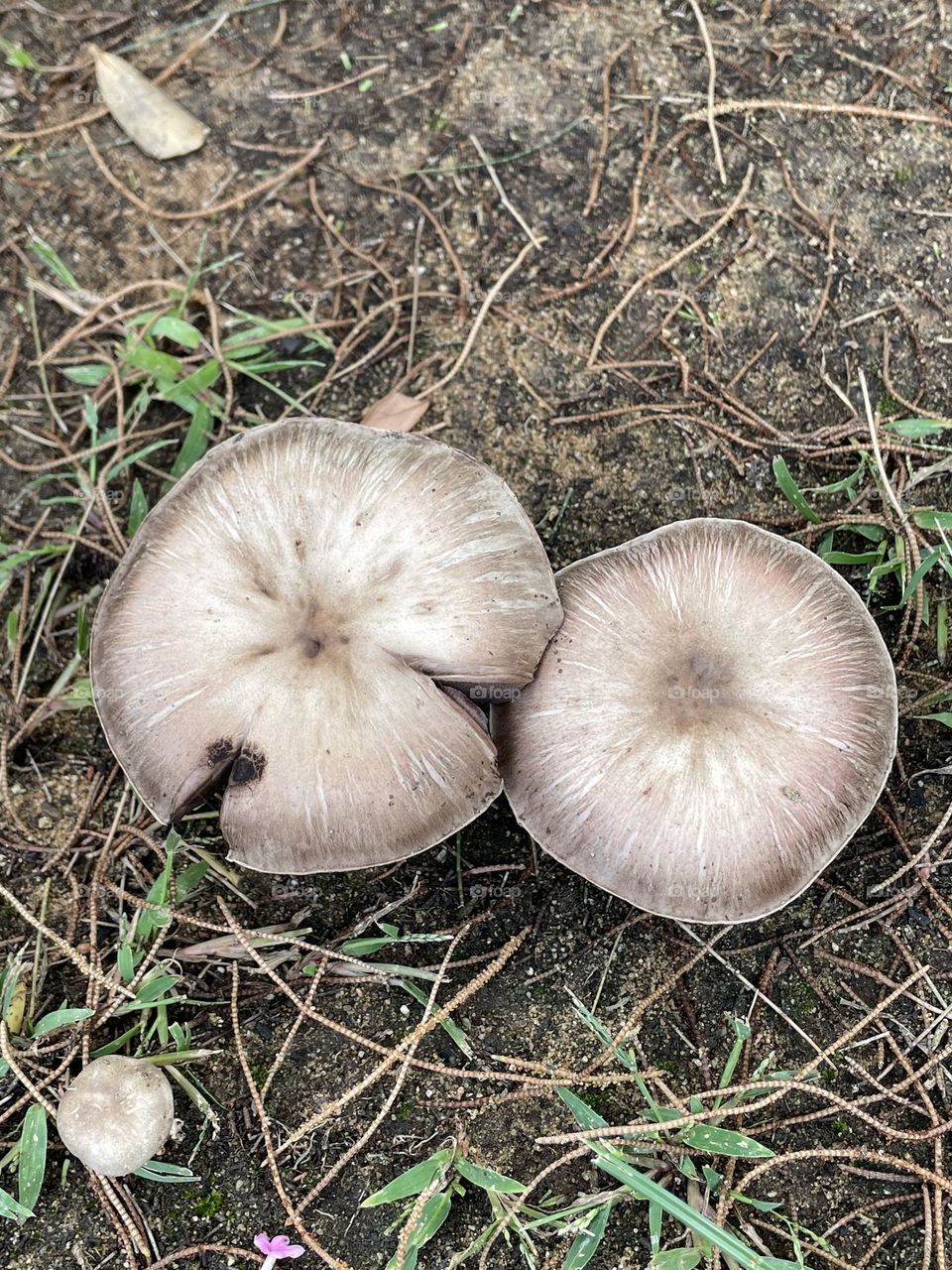 Congumelos, Mushrooms, fungos 
