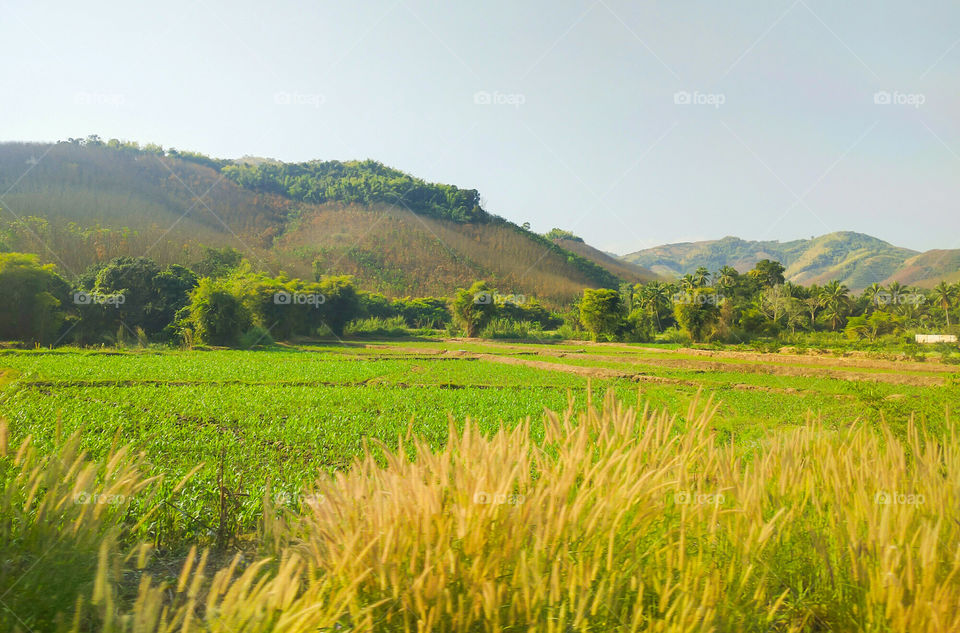 Scenic view of cornfield