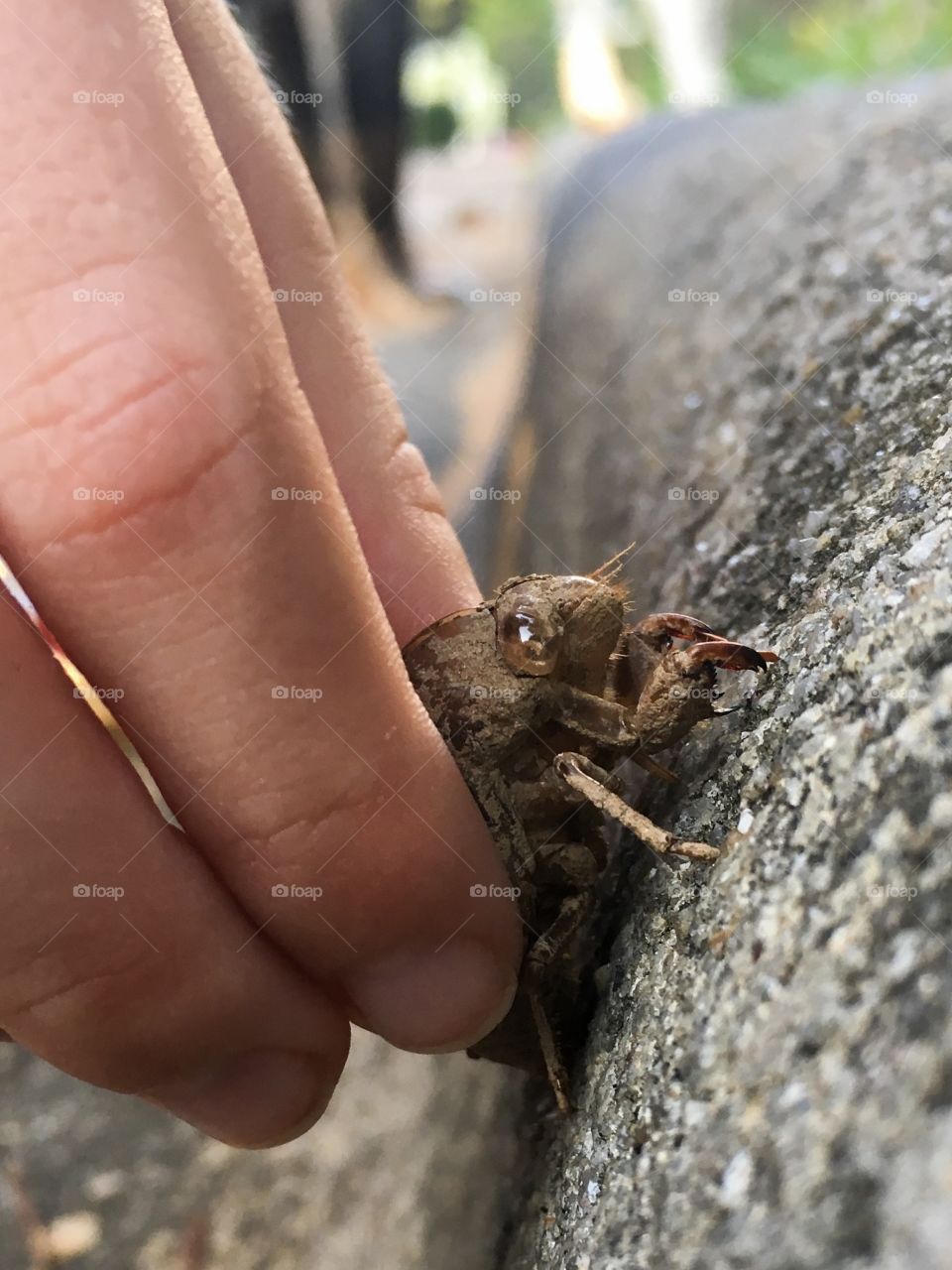 A child finds the exuviae or exoskeleton of a cicada on a curb in North Carolina. 