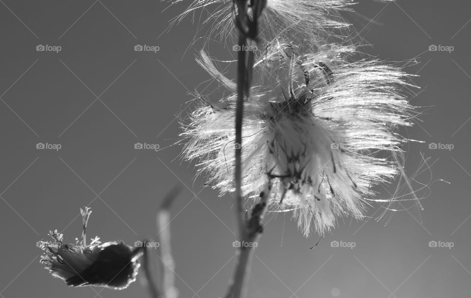 Black and White flowers 