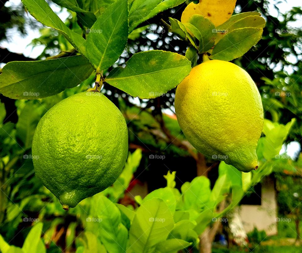 A lemon tree