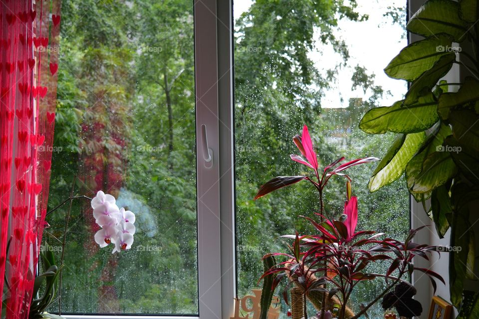 Flower, Garden, Flora, Nature, Window