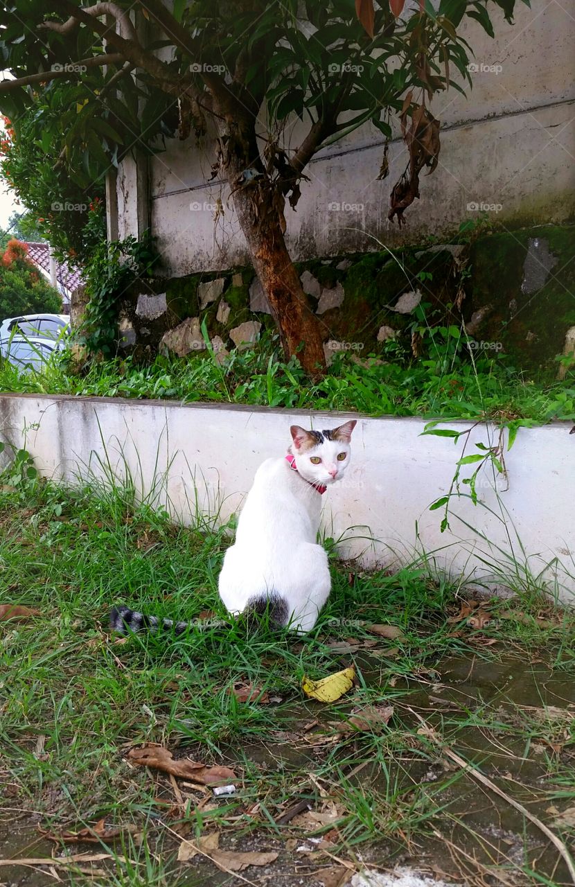 A female cat looked back and starring at my camera. looking pretty ❤
