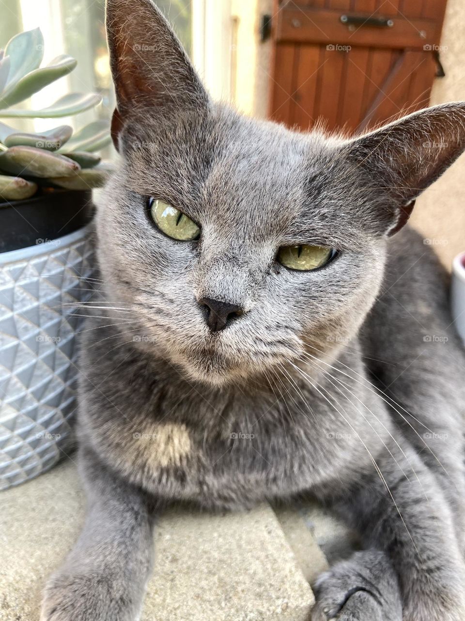 Grey cat looking doubtfully at camera 