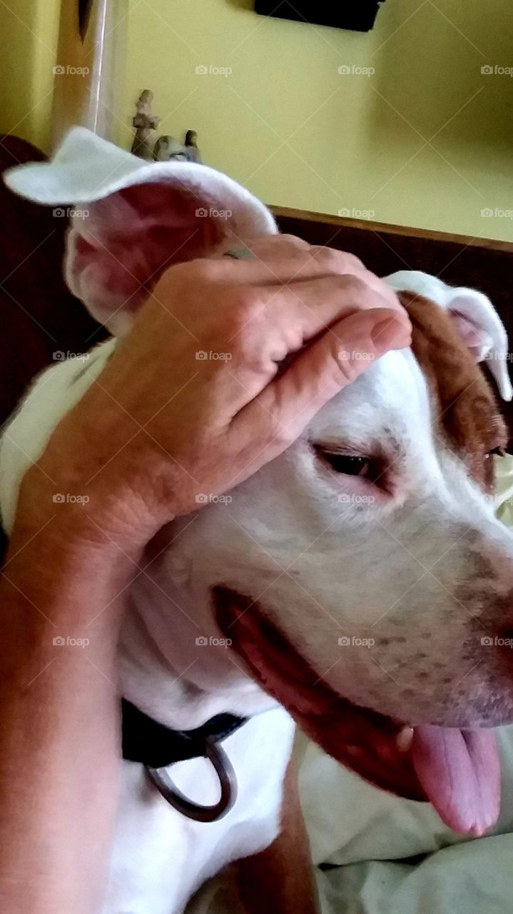 Mix breed Lab and Boxer and Pit Bull one of the Dogs of USA