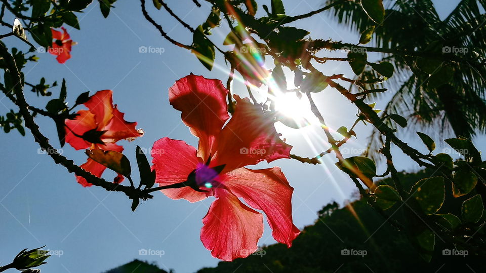 NATURAL GARTEN BLUMEN HIBISKUS SINENSIS