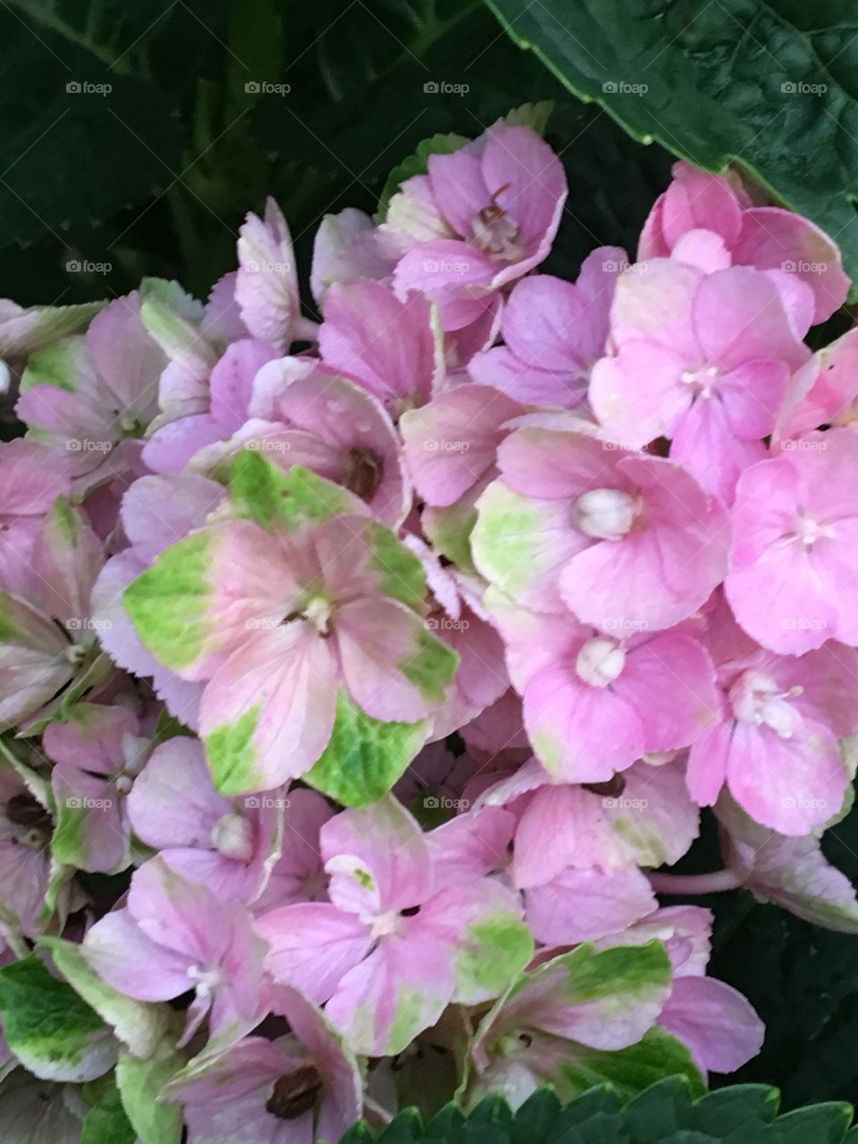 Pink & green  hydrangea blossoms  