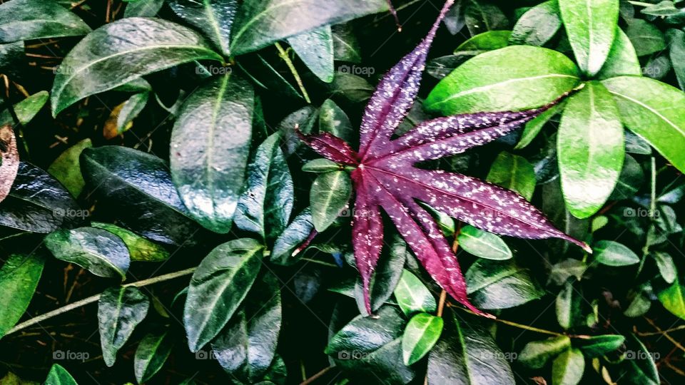 leaf among ivy