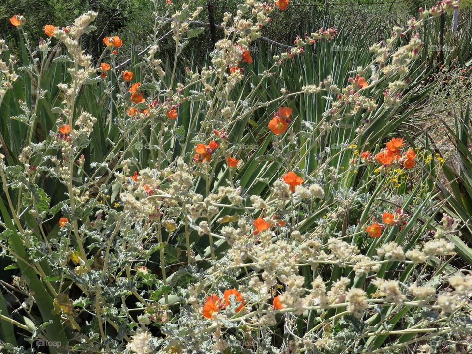 desert flowers