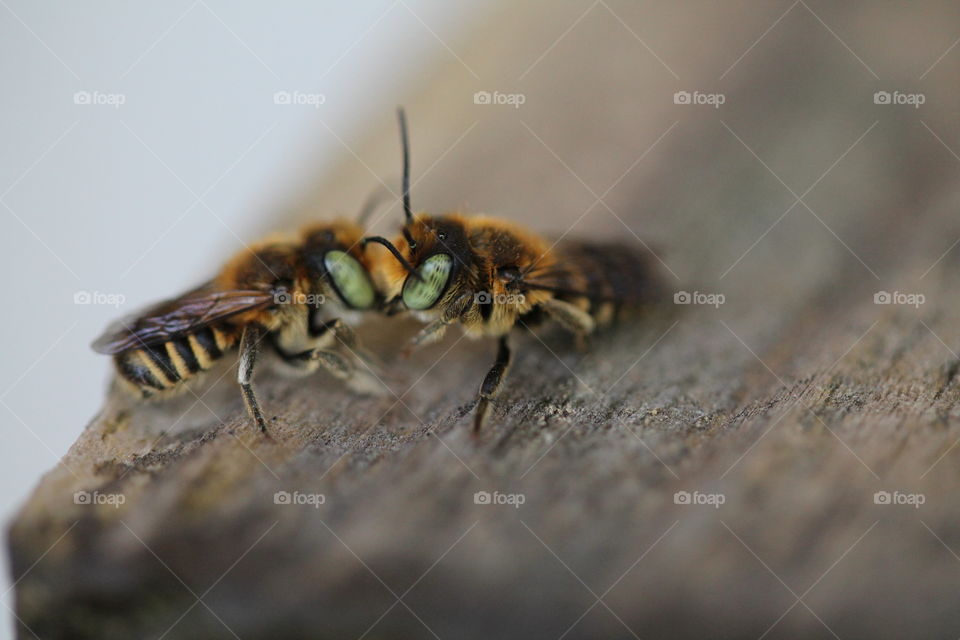 1st meeting, leaf cutter bees