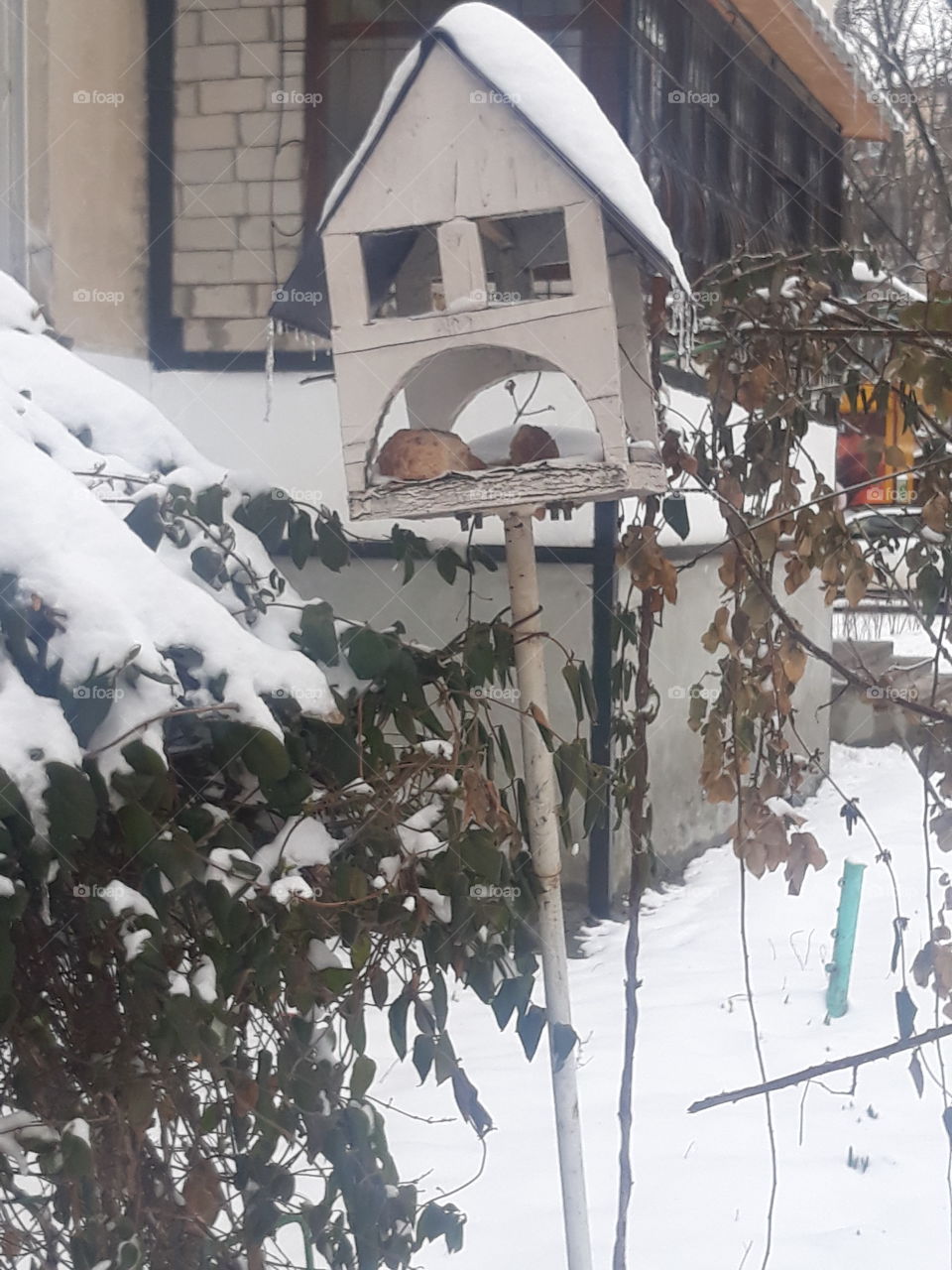 House for Birds