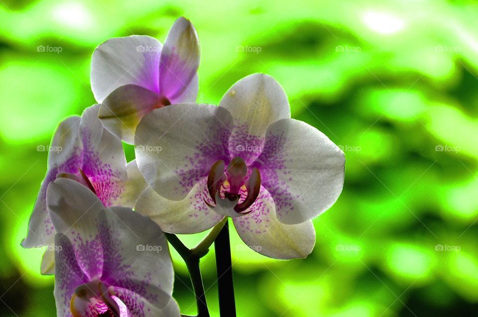Orchids 3. Picture taken in my backyard 