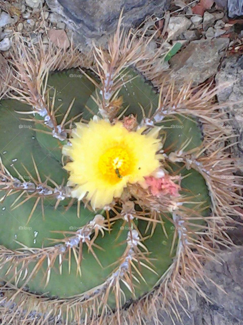 cactus flower