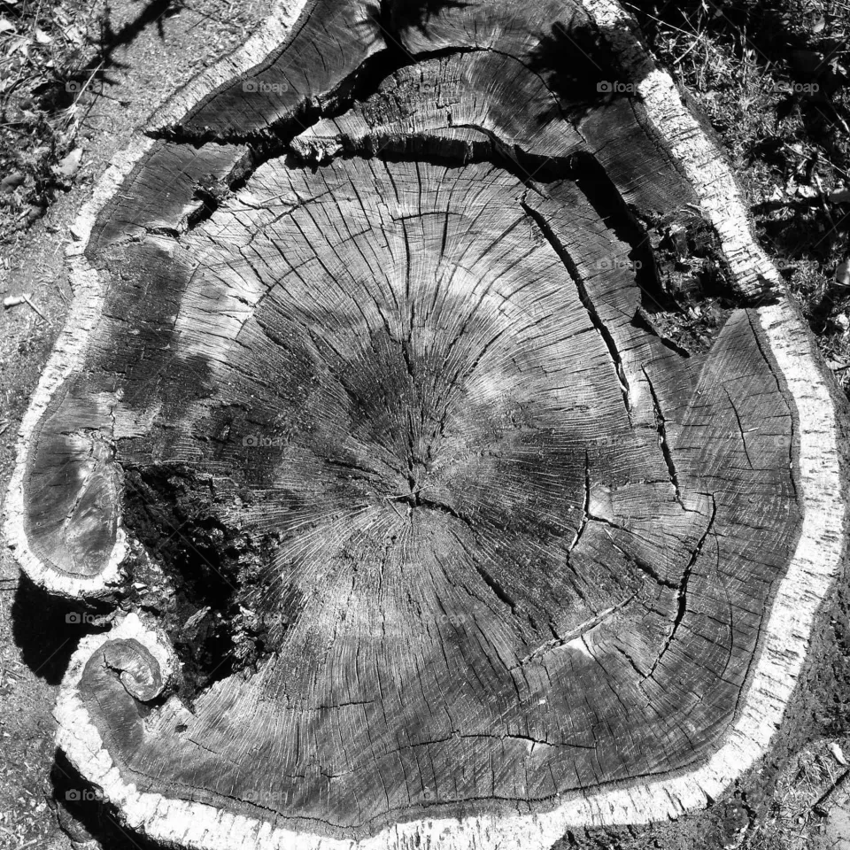 Tree trunk