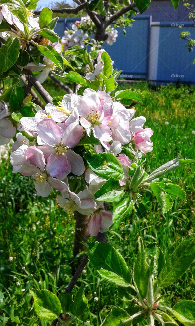 A blooming apple tree in the garden.