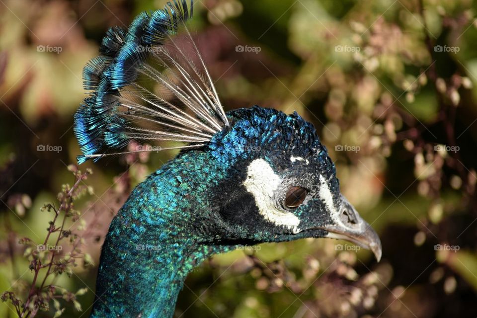 peacock. 