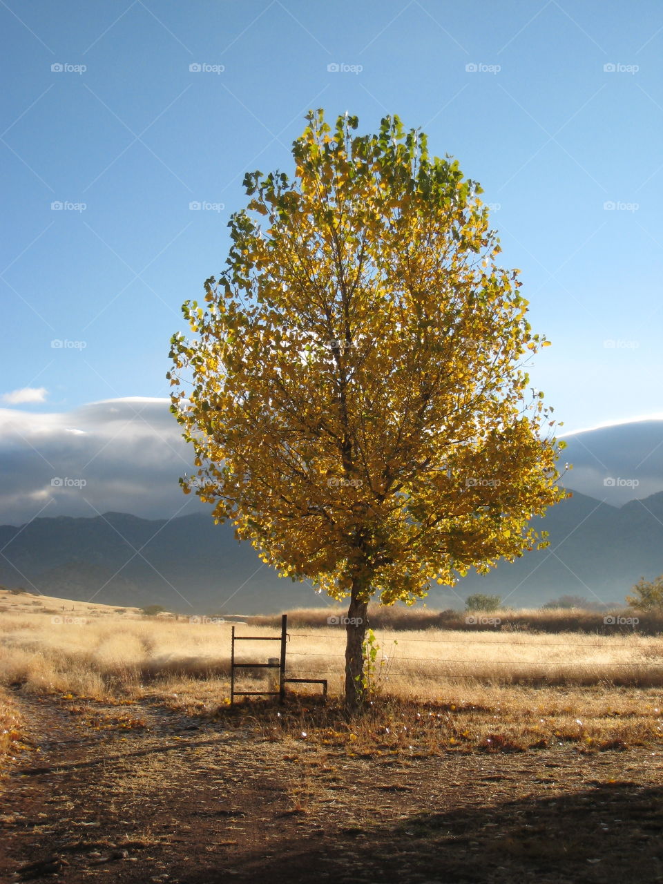 A foggy morning in southern Arizona