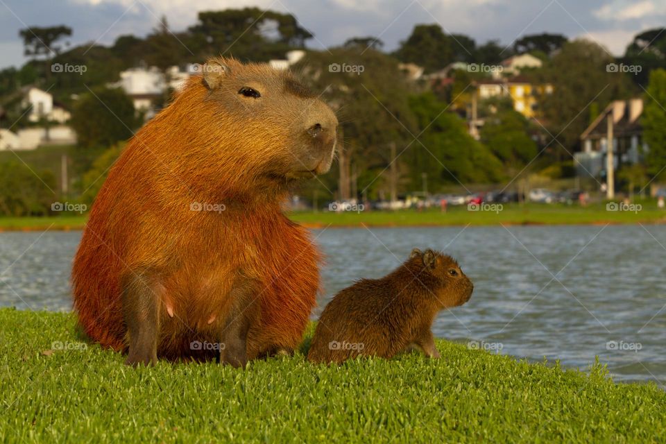 Capybaras in barigui park.