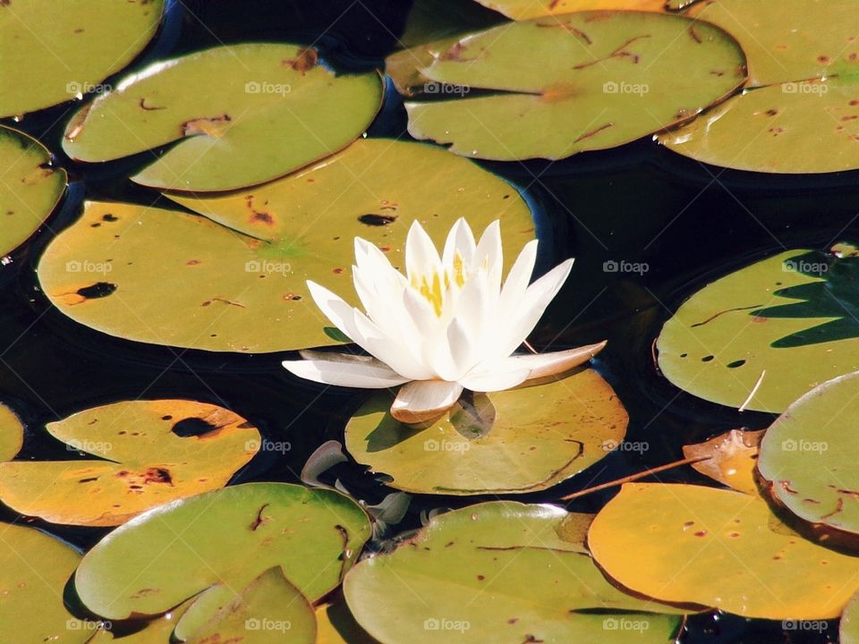 Water Lilly 