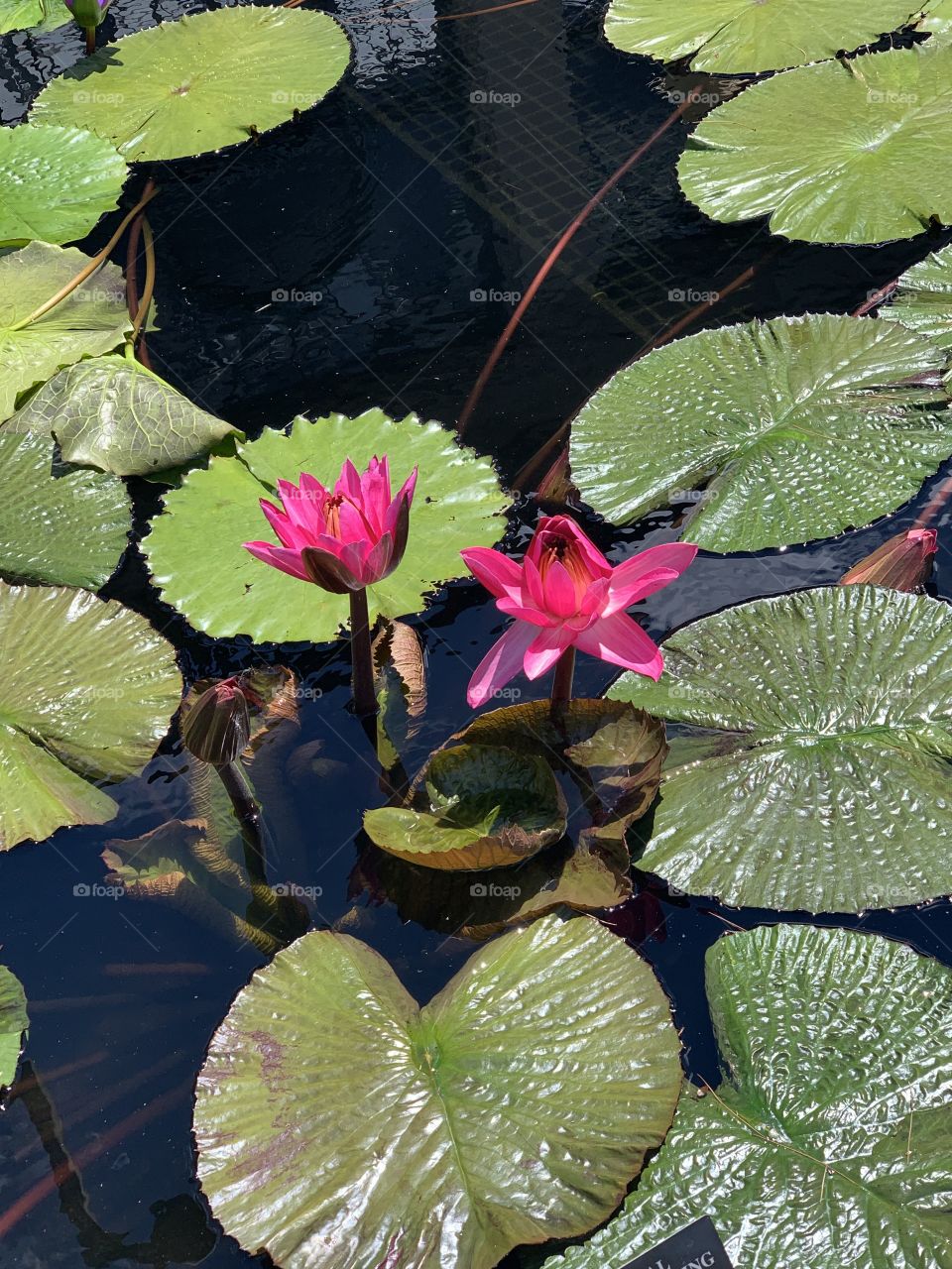 Lily Pond - Longwood Gardens – Pennsylvania