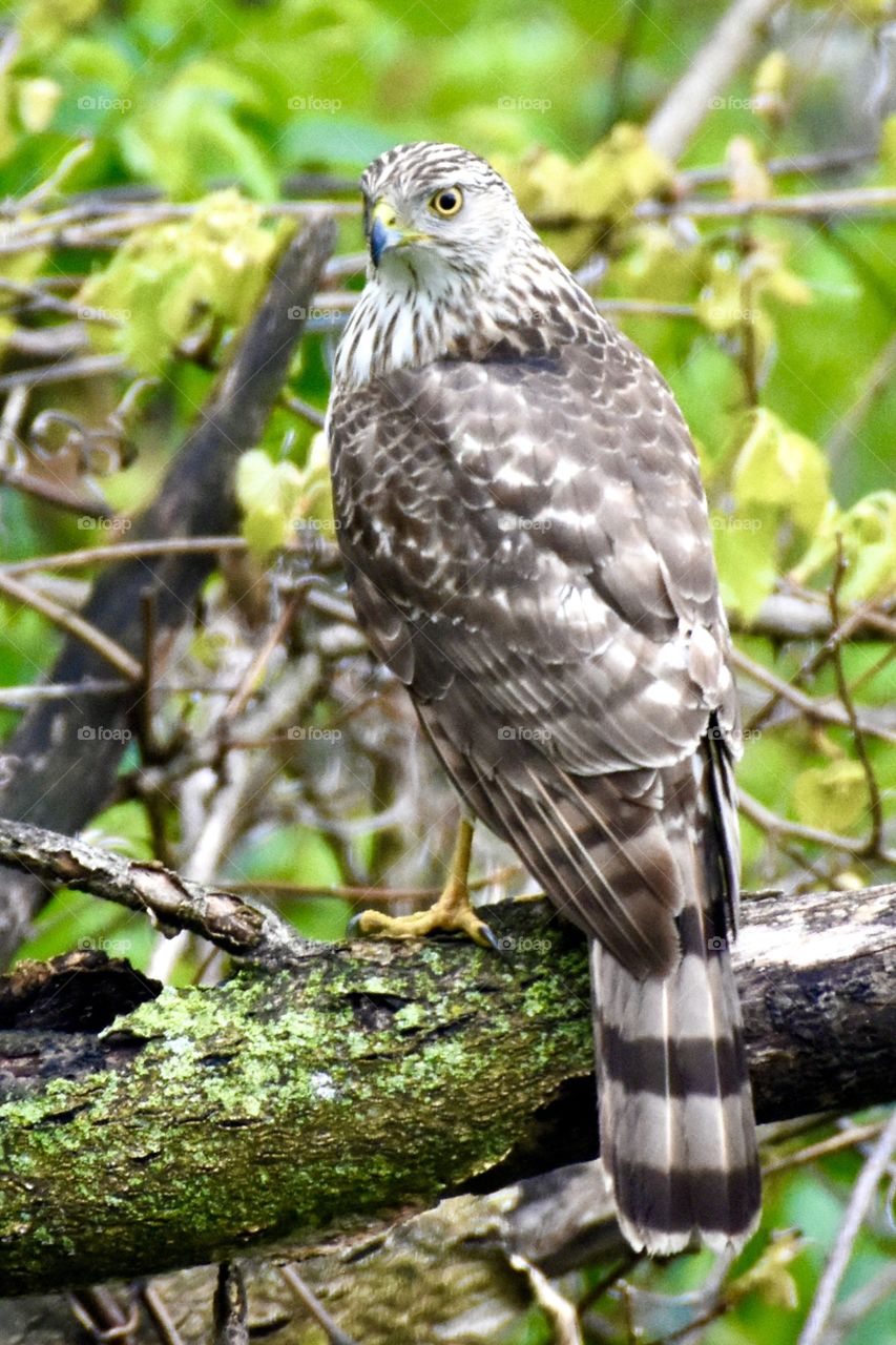 Juvenile Cooper’s Hawk in a tree