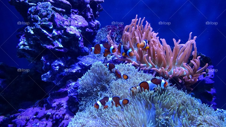 Clown Fish