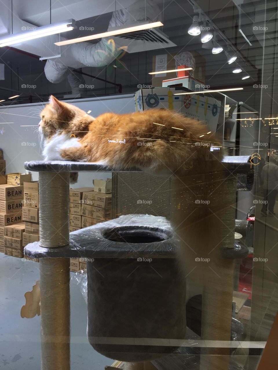 Cat @LoyangPoint, Pasir Ris, Singapore