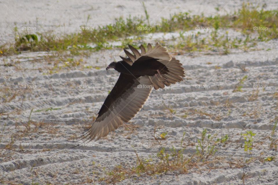 Bird in flight