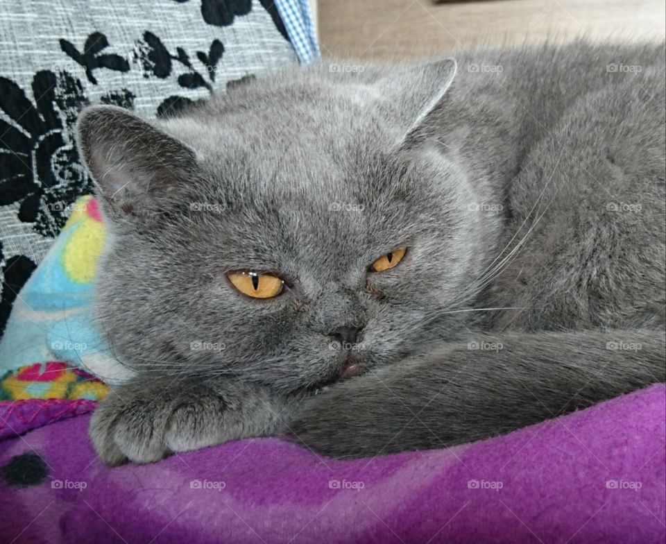 british shorthair cat closeup
