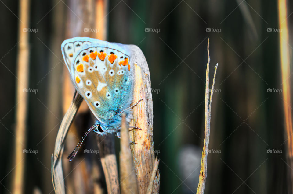 Common blue butterfly