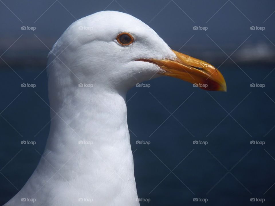 Seagull close up