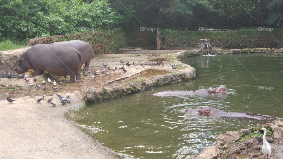 hipopótamo