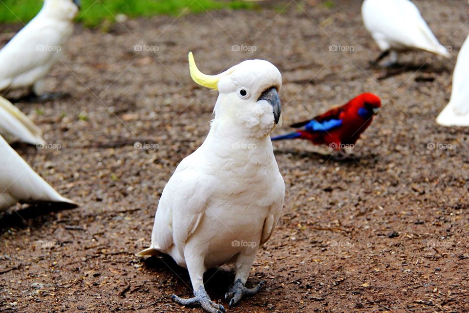 Bird, Wildlife, No Person, Animal, Nature