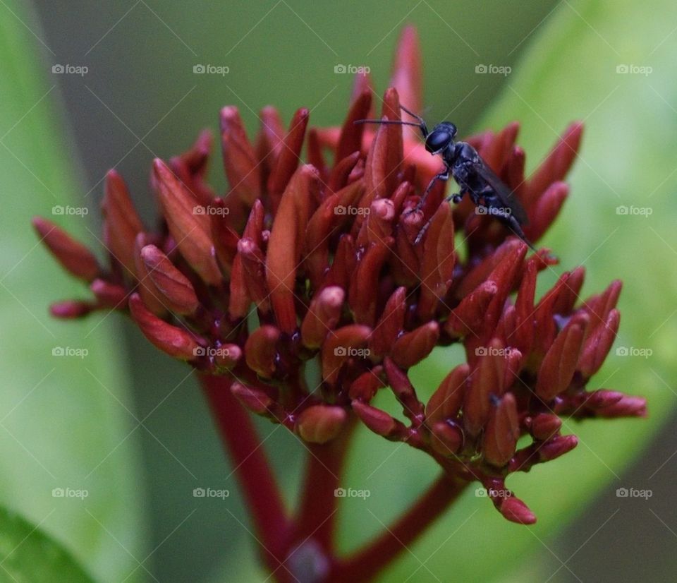 Insect on flowers buds