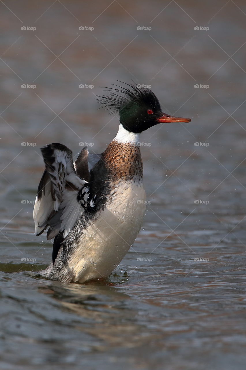red-breasted  merganser