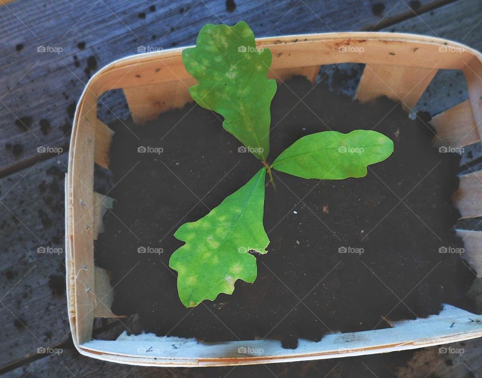 seedlings of a young oak tree