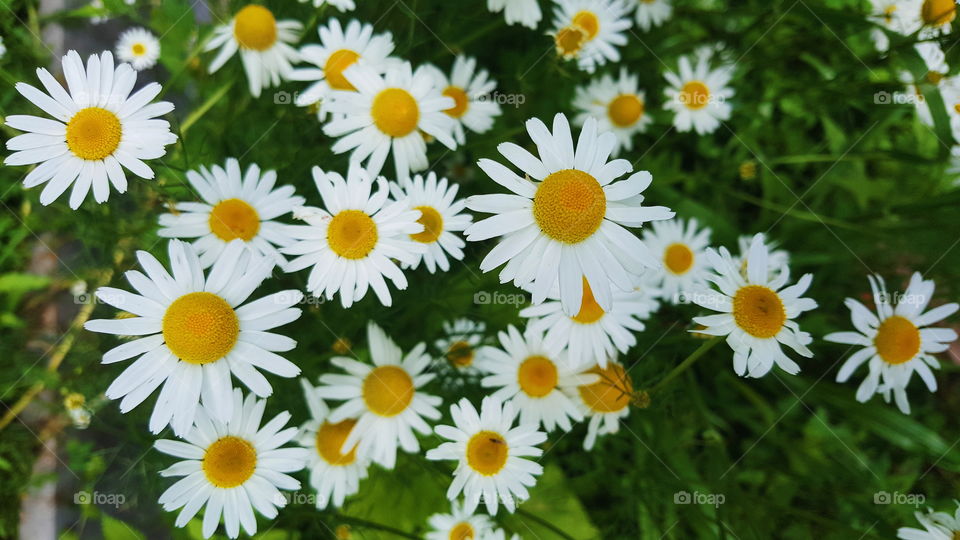 chamomiles in the field on a summer sunny day