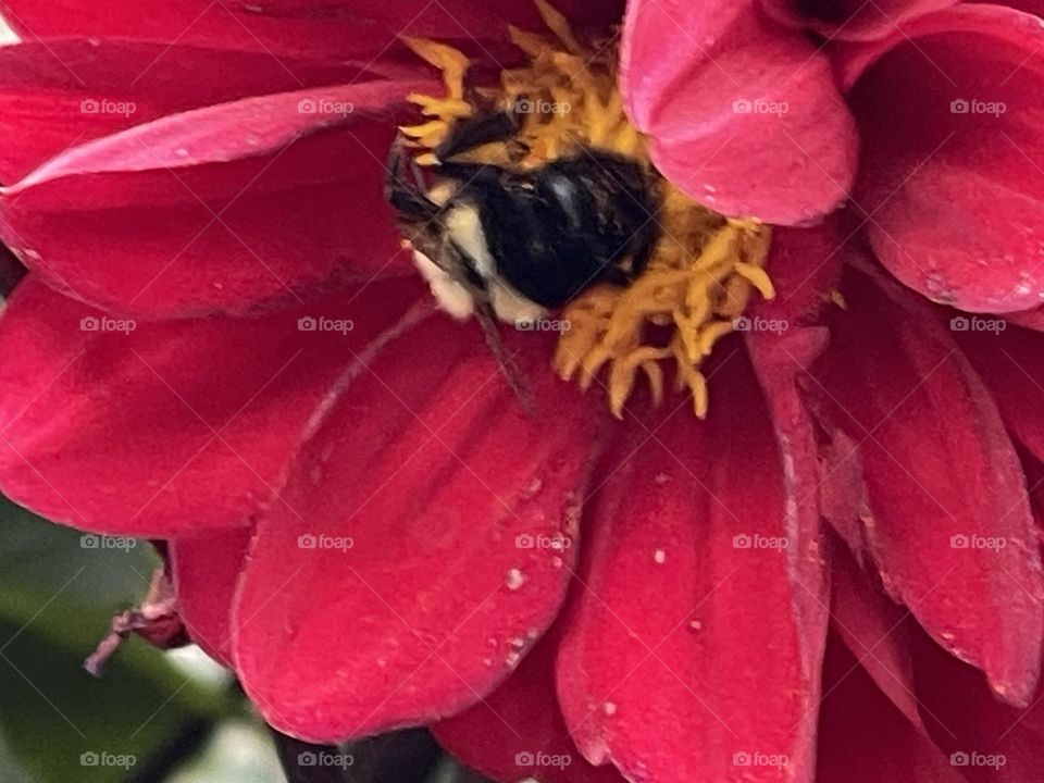 Bee 🐝