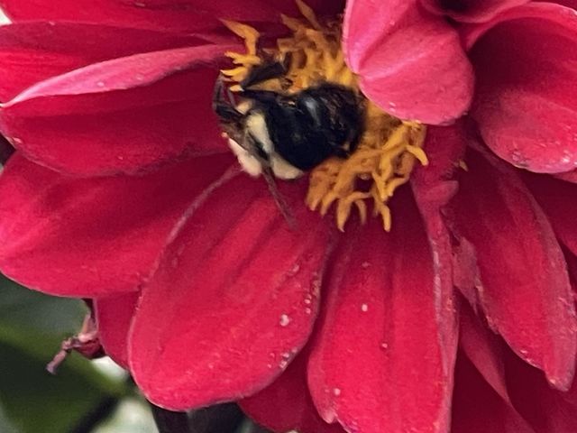 Bee 🐝