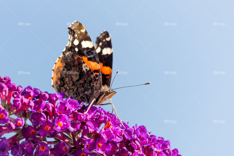 Colorful butterfly on purple flowers in fair weather 
