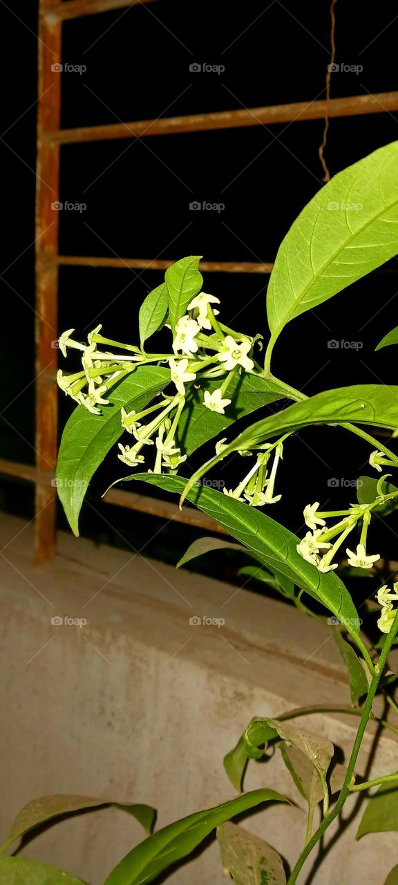 Night-blooming jasmine_ Plant