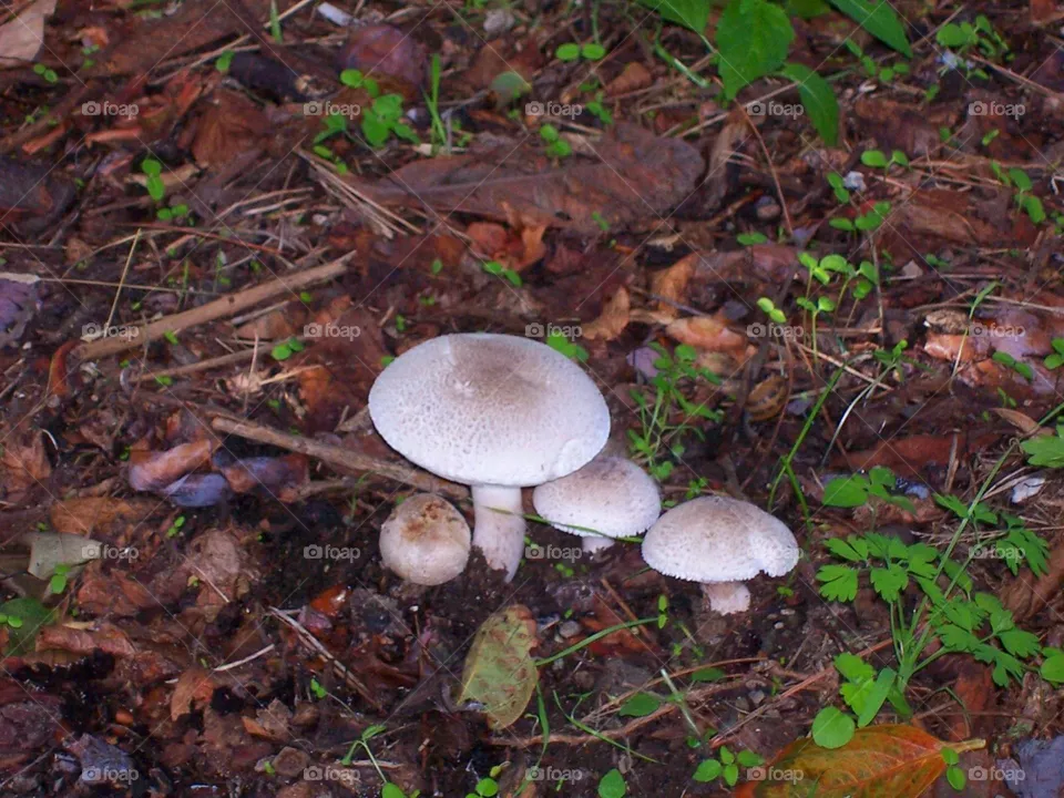 Agaricus bresadolanus mushrooms on the Italian island of Ischia