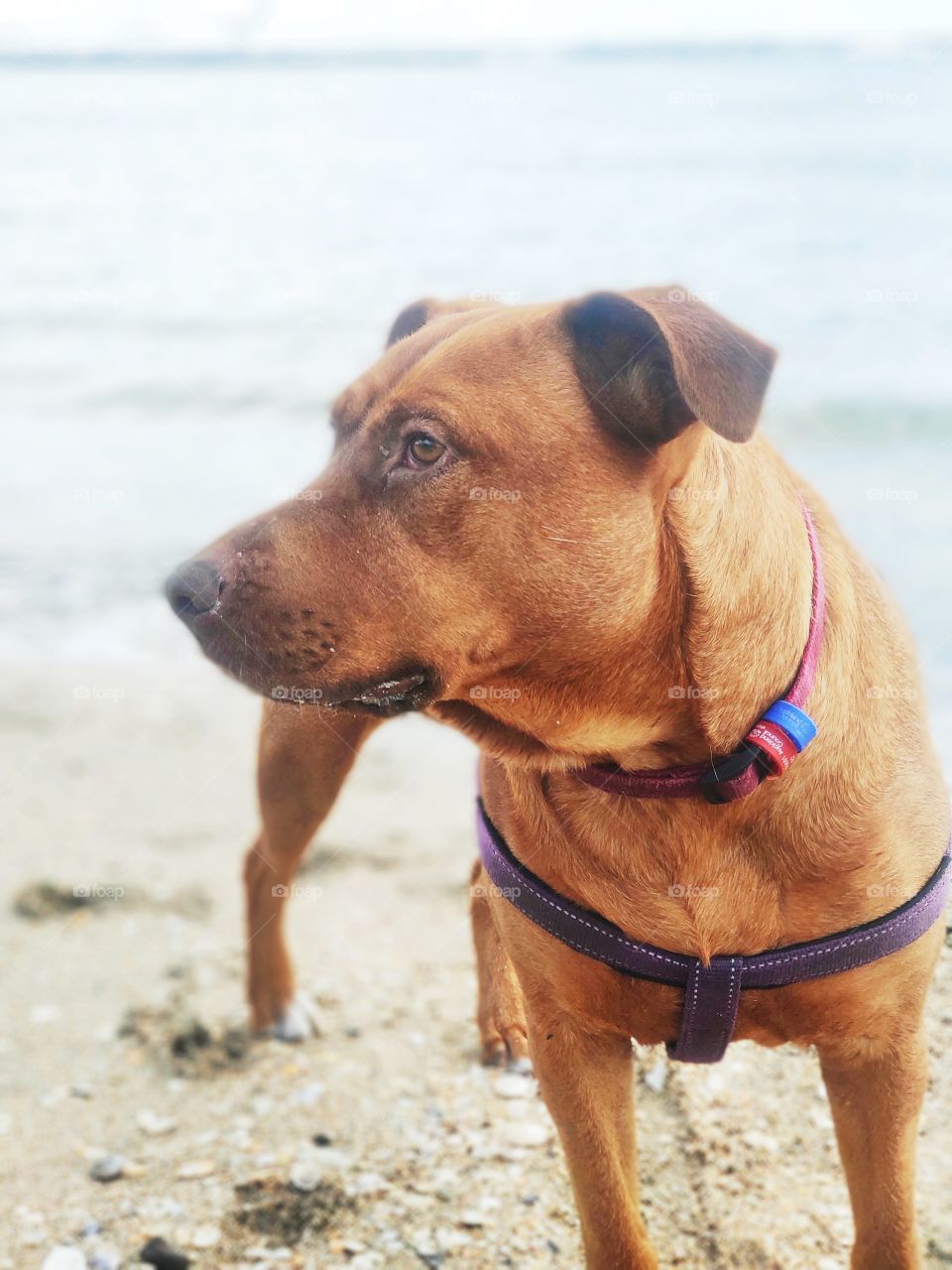 Dog at the beach looking to one side