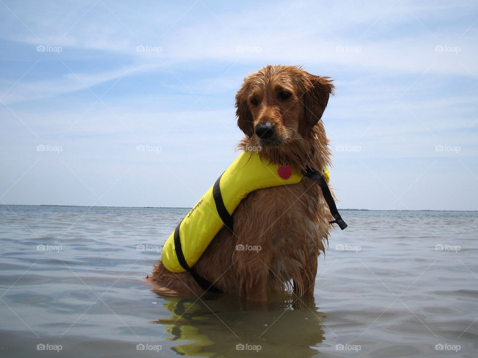 ocean dog pet sea by dslmac2