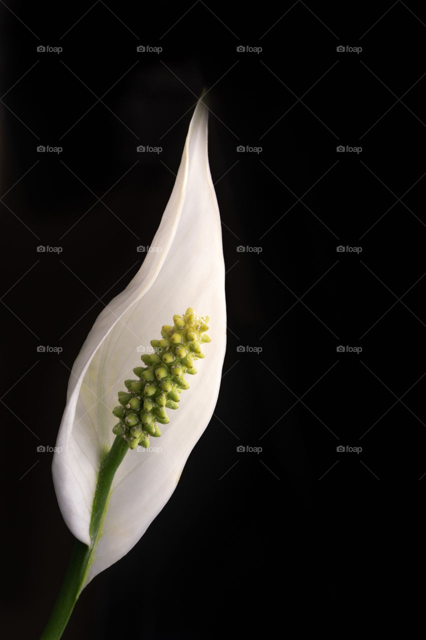 candle like white Easter Lily on black background