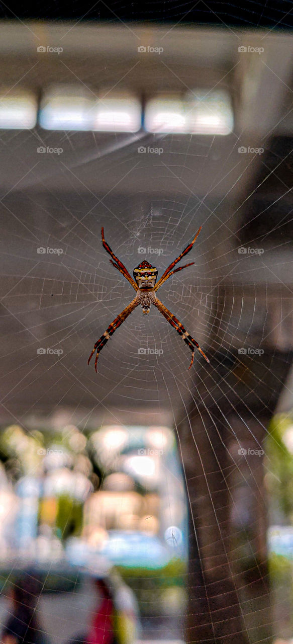 SPIDER 🕷️ WEB 🕸️