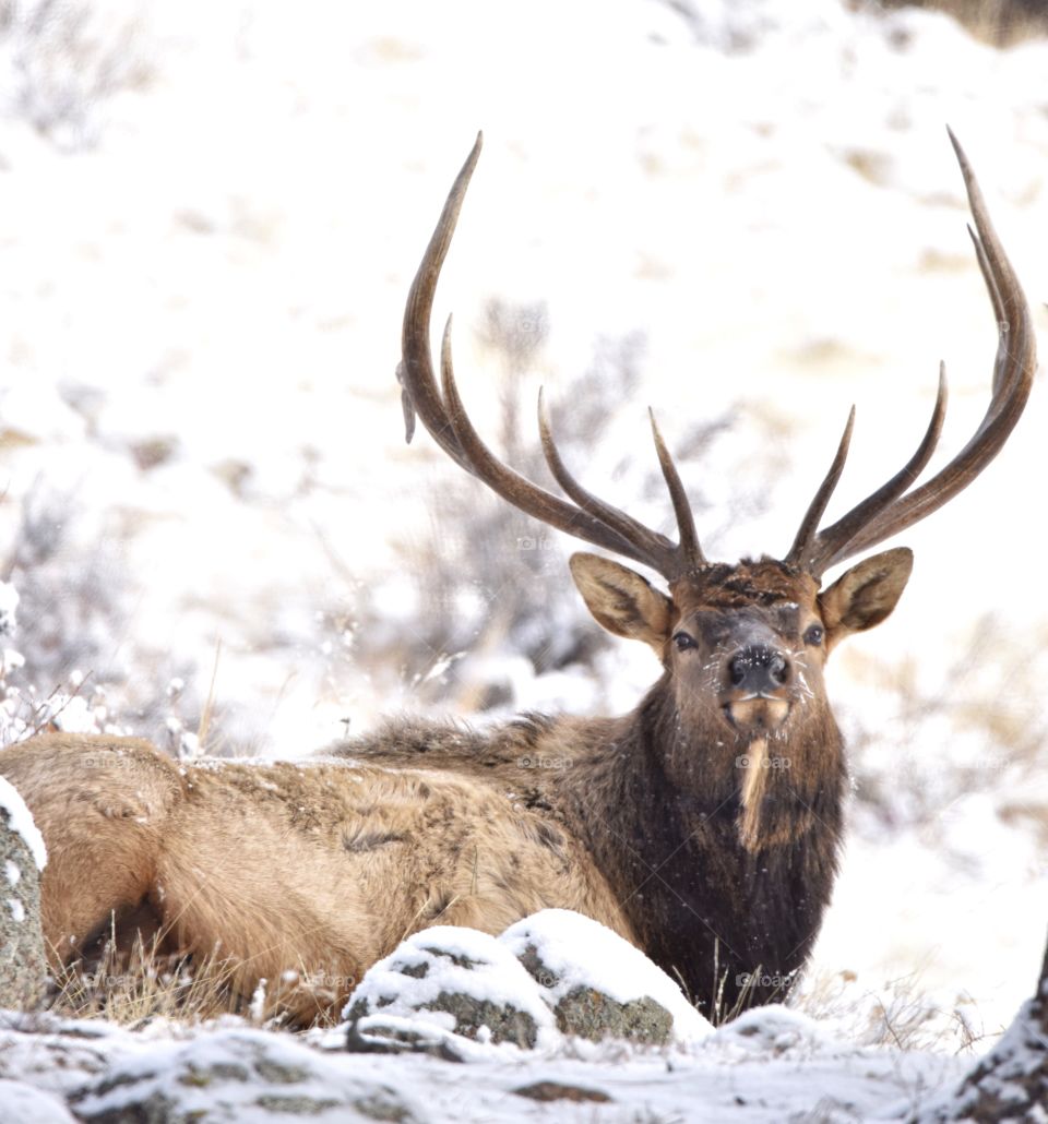 A bull elk eating grass and relaxing on a cold winter morning in the mountains. His rack is huge. He looks serious.
